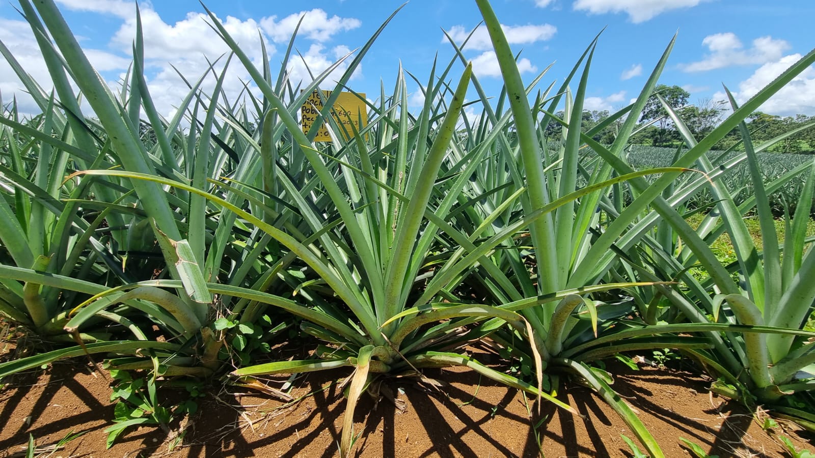 Expandiendo fronteras